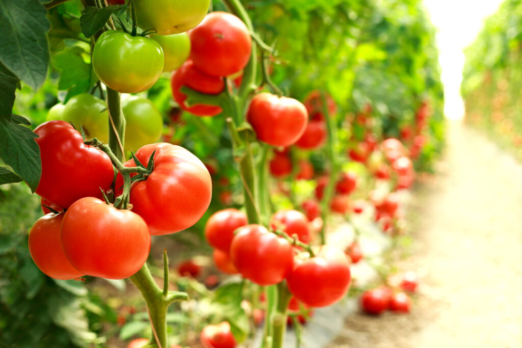 Red and green tomatoes on the vine, outdoors.